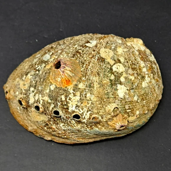 Abalone Shell - Picture 3 of 3